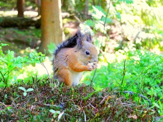 Naklejka na ściany i meble Cute squirrel eating in a forest