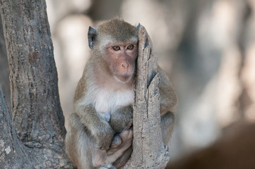 Macaque monkey in the jungle of Sam Roi Yot National Park south of Hua Hin in Thailand