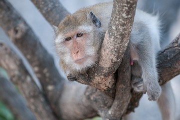 Macaque monkey in the jungle of Sam Roi Yot National Park south of Hua Hin in Thailand