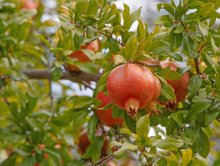 ripe pomegranate on branch of tree