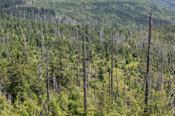 Totholz stehend, Borkenkäfer; Nationalpark Bayerischer Wald, Sommer