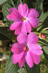 Impatiens de Nouvelle Guinée