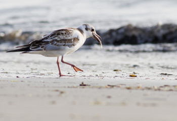 Möwe - Larus michahellis