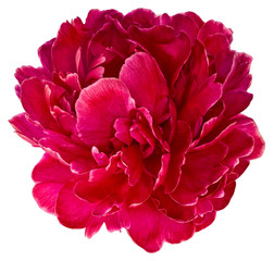 Bud red peony 2