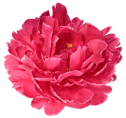 Bud red peony 3