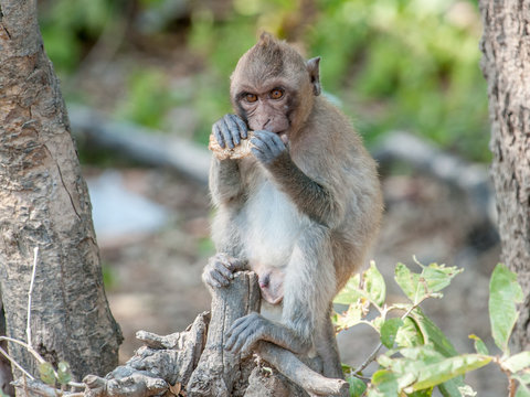 Macaque monkey chewing in the jungle of Sam Roi Yot National Park south of Hua Hin in Thailand