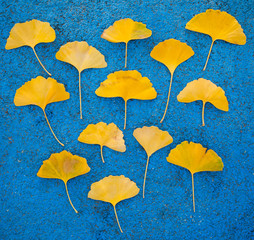 Yellow ginkgo leaves on blue background