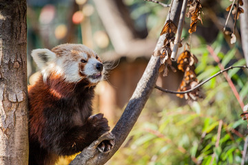 Red Panda looking up in the zoo - Powered by Adobe