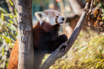 Red Panda in the zoo