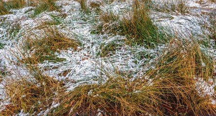 Long blades of grass covered with a thin layer of snow