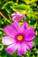 Cosmos Pink Flower