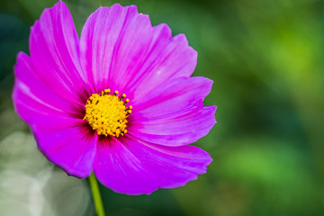 Obraz premium Pink Cosmos