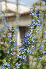 Salvia uliginosa