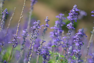 Beautiful background. purple lavender flower