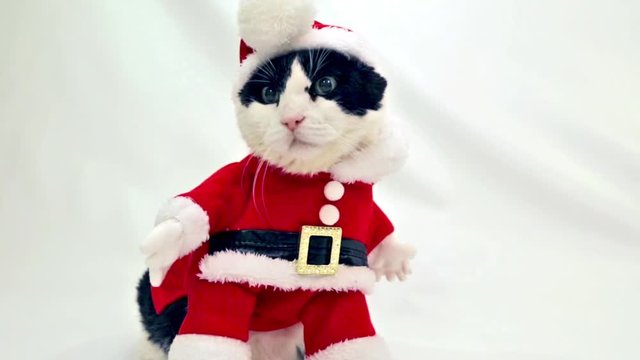 funny cat with Santa Claus hat on studio white background. Christmas holiday greeting with copy space