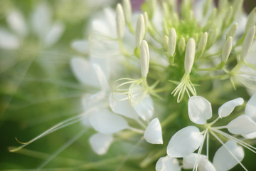 Beautiful background. white flower