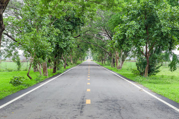 Road between green trees on a summer day