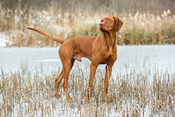 Beautiful Hungarian vizsla.