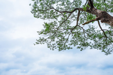 Beautiful trees on sky background