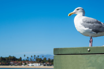 seagull standing on a metal box in Santa Barbara shore