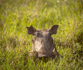 A warthog gazes at viewer form a hidden position deep in green grass in Kenya's Masai Mara