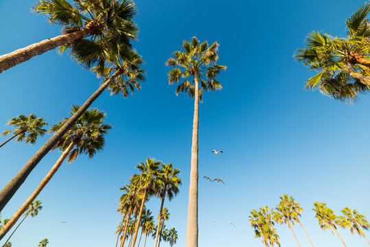 palm trees and seagulls in Venice beach