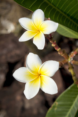 Fototapeta na wymiar two white frangipani on nature background
