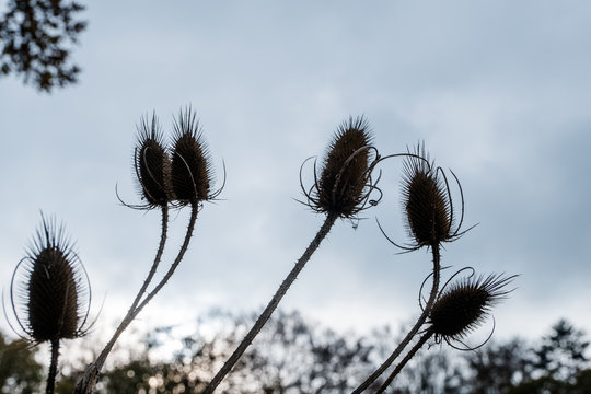 Kardendistel im Gegenlicht