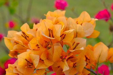 Yellow Bougaville flowers