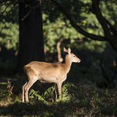 Stunning hind doe red deer cervus elaphus in dappled sunlight fo