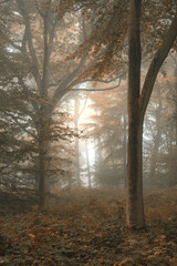 Stunning colorful moody vibrant Autumn Fall foggy forest landsca