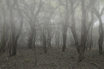 Spooky scary Halloween dead forest landscape with foggy backgrou