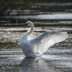 Graceful beautiful mute swan cygnus olor stretches it's wings on