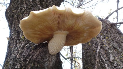 Tree Mushroom