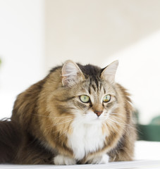 lovely siberian cat outdoor