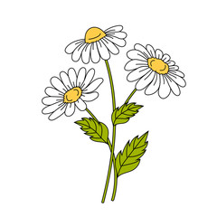 Beautiful daisies on white background.