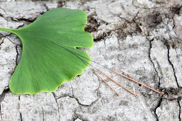 acupuncture needles and ginkgo leaf on a tree bark