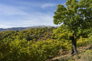 vistas del hermoso valle del Genal en la provincia de Málaga, Andalucía