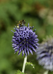 Biene sammelt Nektar auf blauer Distel-Blüte