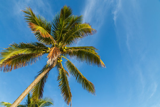 Palm tree/ A palm tree against beautiful blue sky.