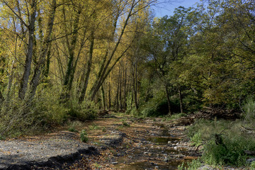 el bosque de cobre en el valle del Genal en otoño Málaga