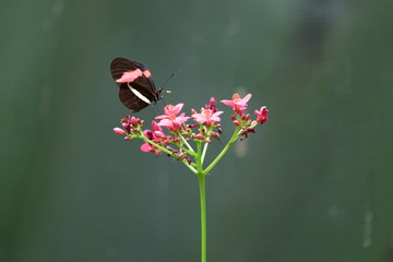 Schmetterling auf der Blüte 