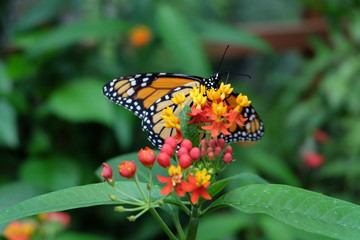 Schmetterling auf der Blüte 