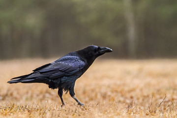 Raven (Corvus corax) on the ground