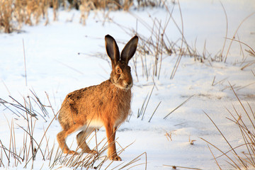 Feldhase im auf frostiger Wiese