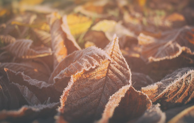 Herbstlaub, mit Raureif überzogen.