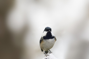 Blackheads atricapillus on a gray background