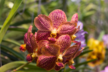 Orchidee im Orchideengarten.