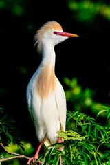 Cattle egret