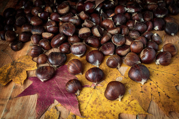Pile of chestnuts on maple leaves